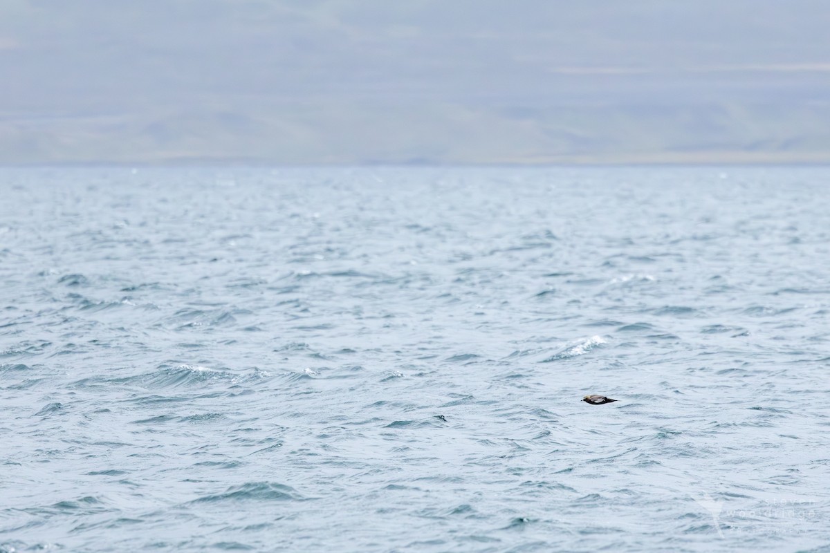 Parasitic Jaeger - ML642168992