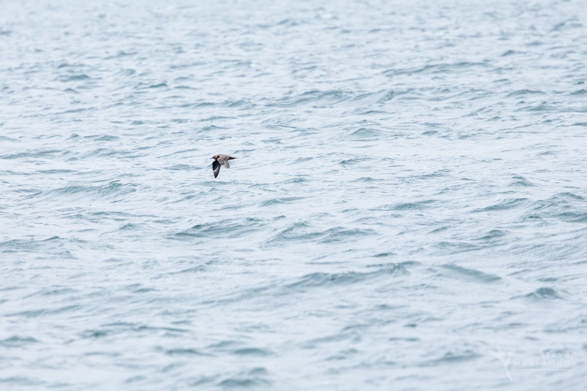 Parasitic Jaeger - ML642168993