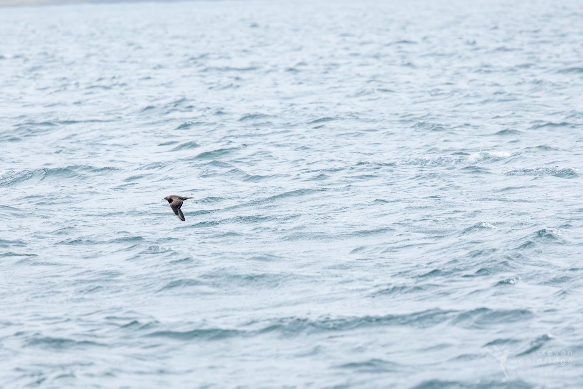Parasitic Jaeger - ML642168996