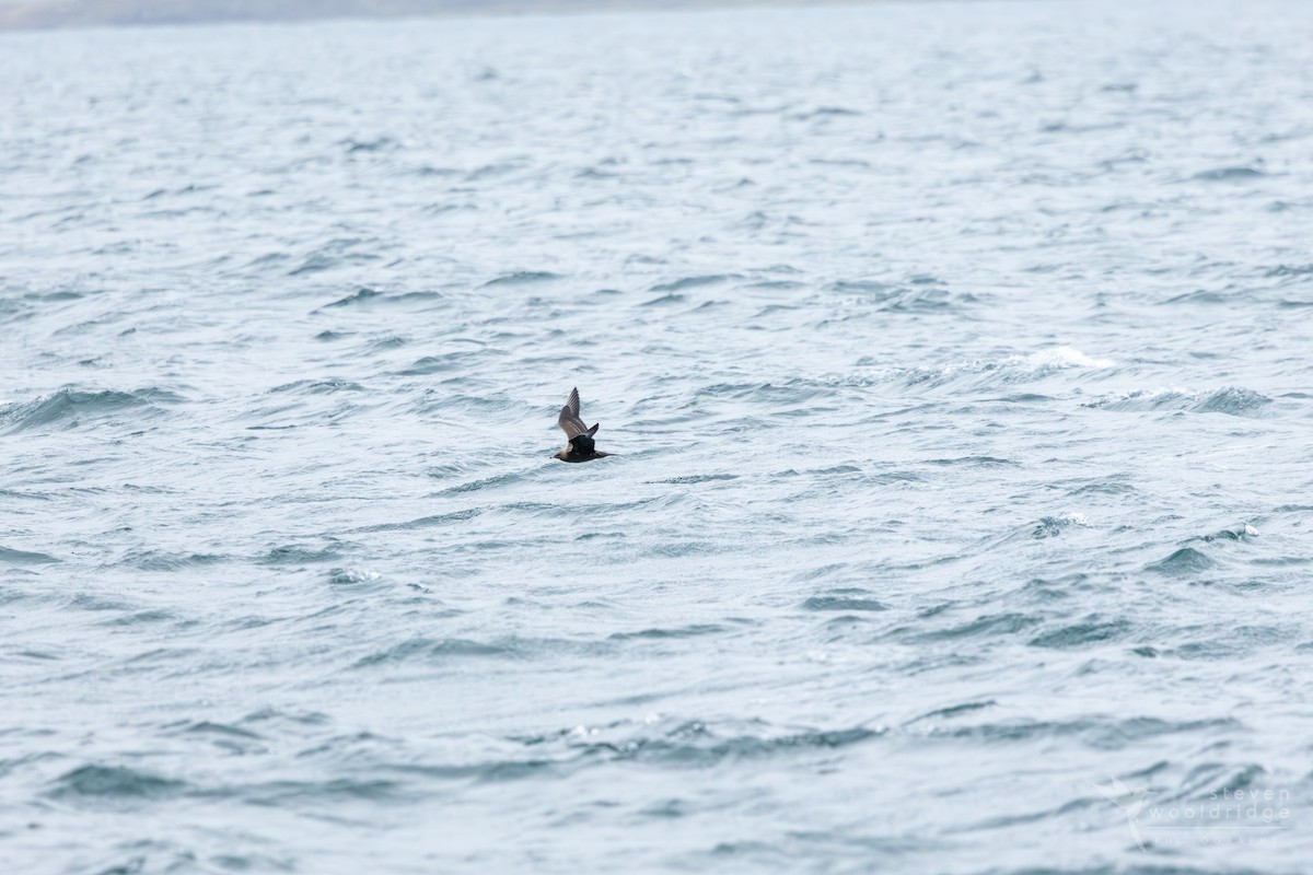 Parasitic Jaeger - ML642168997