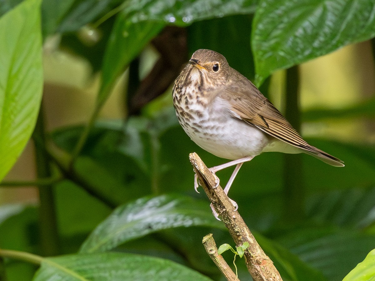 Swainson's Thrush (Olive-backed) - ML642169027