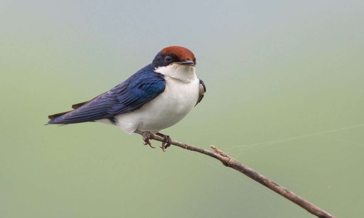 Wire-tailed Swallow - ML642169071