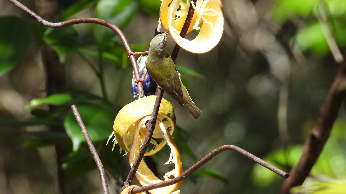 Yellow-green Vireo - ML642169091