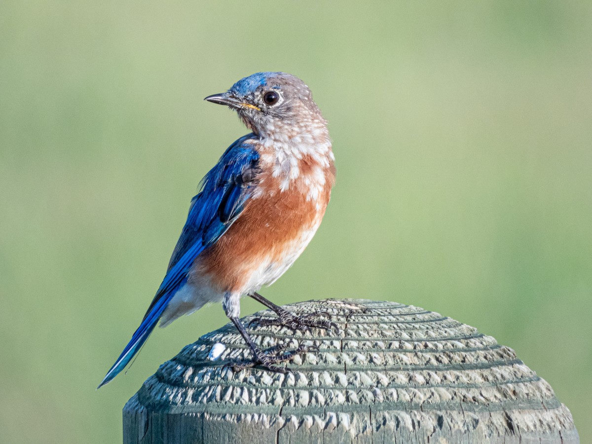 Eastern Bluebird - ML642169100
