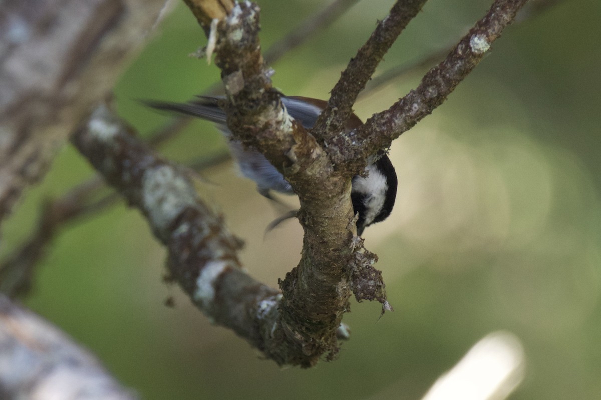 Chestnut-backed Chickadee - ML642169103