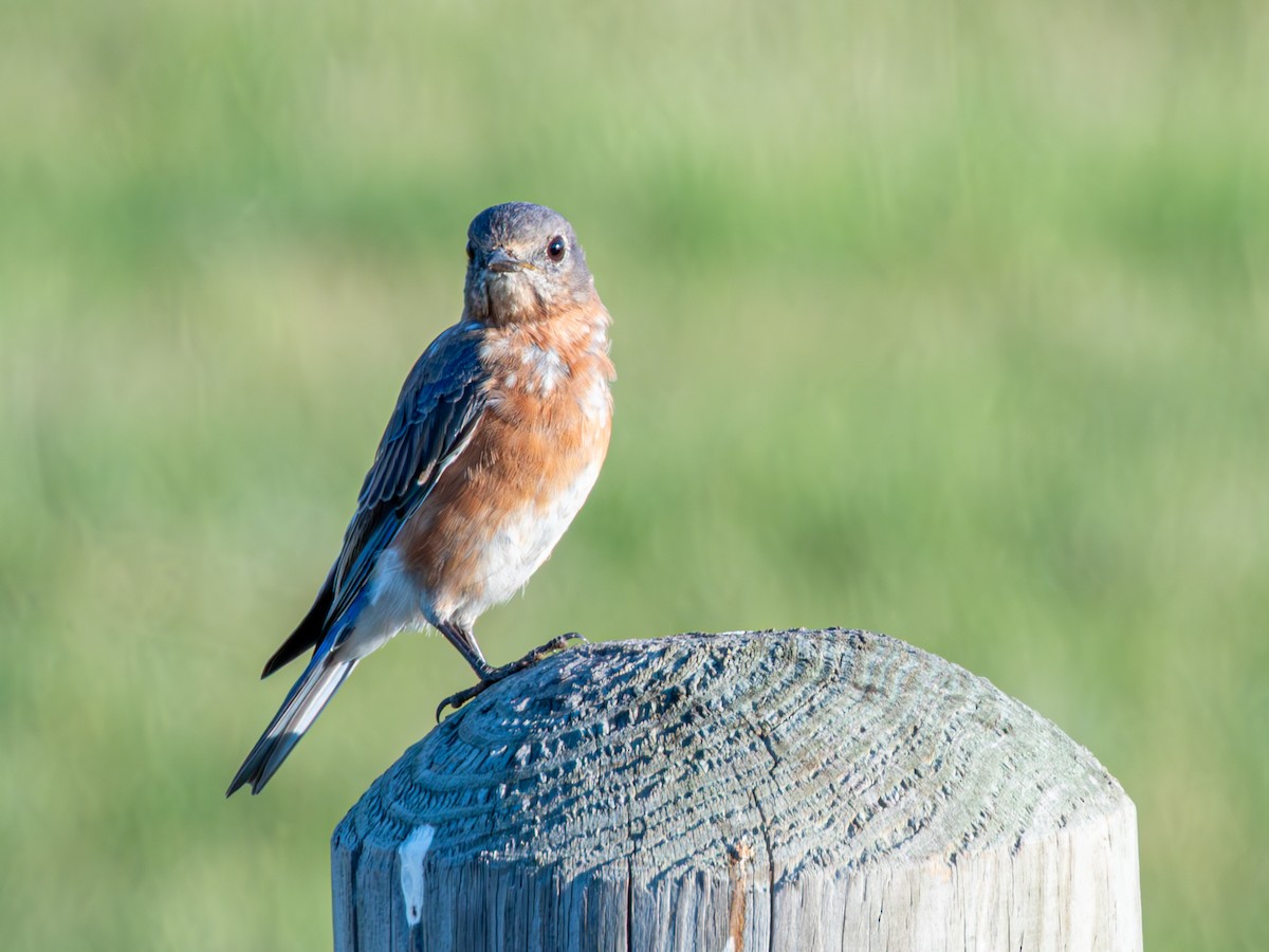 Eastern Bluebird - ML642169104