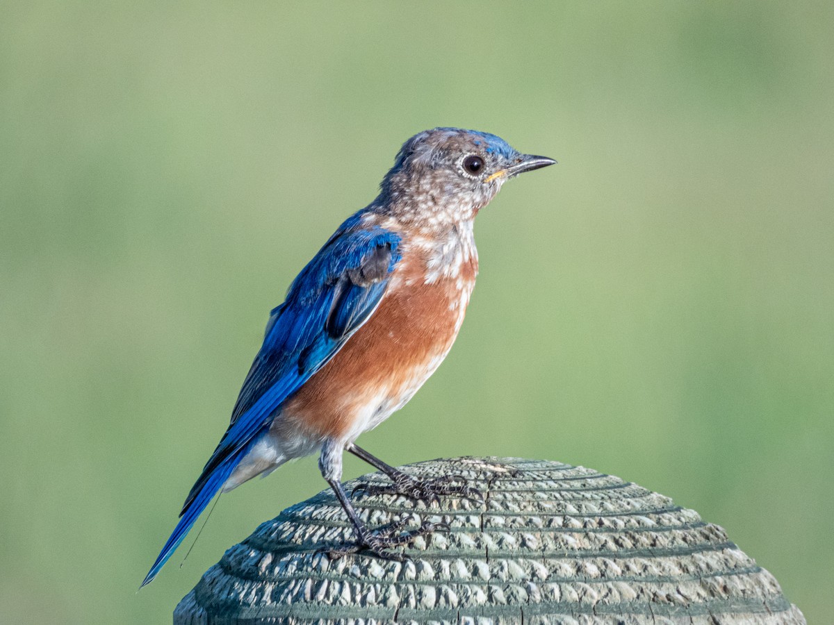 Eastern Bluebird - ML642169106