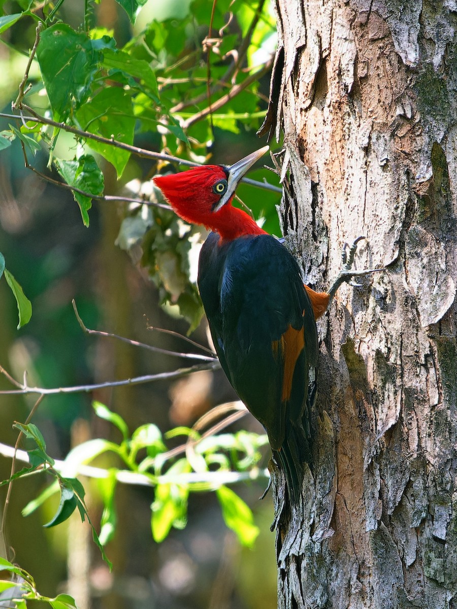 Red-necked Woodpecker - ML642169155