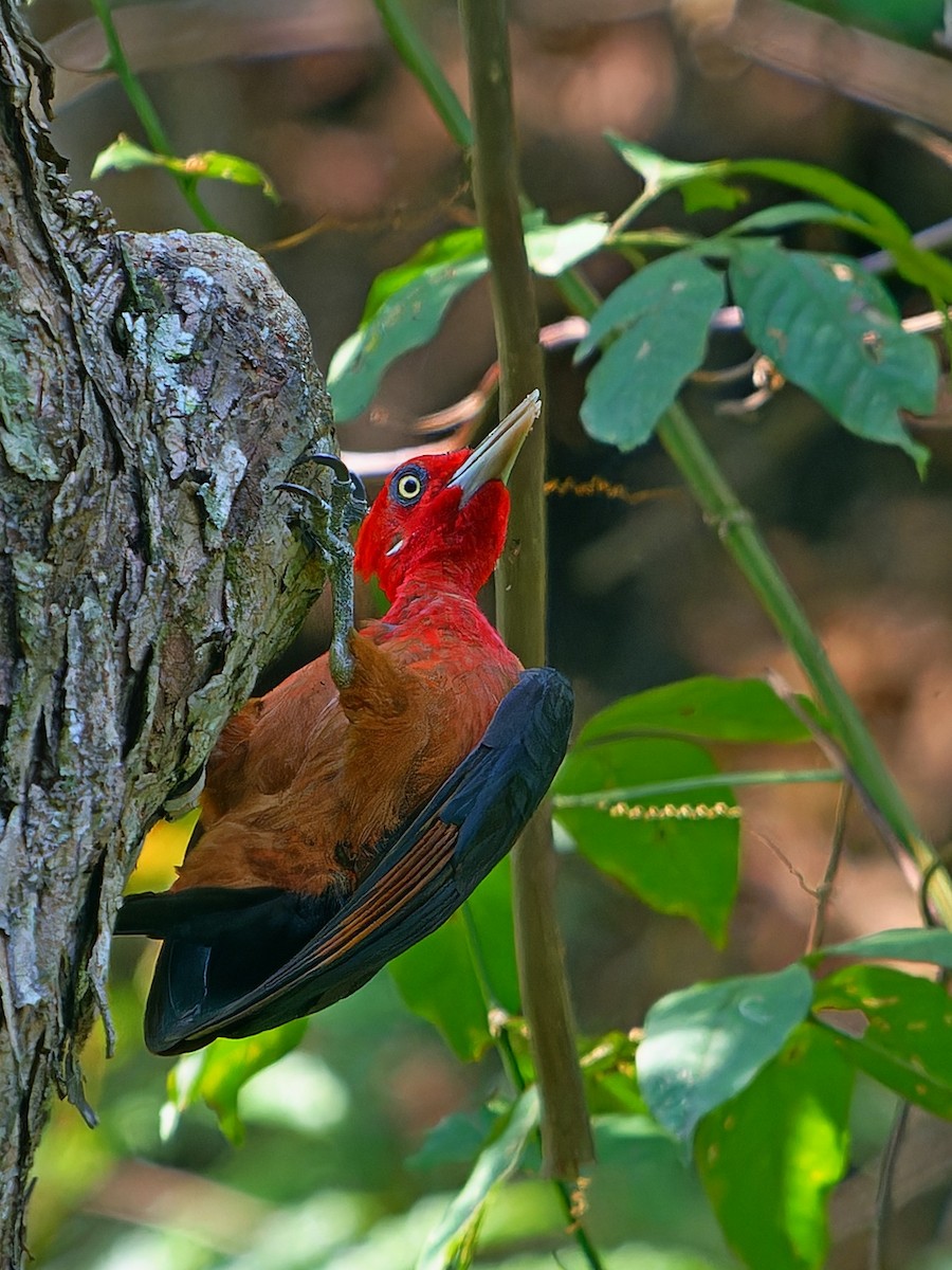Red-necked Woodpecker - ML642169157