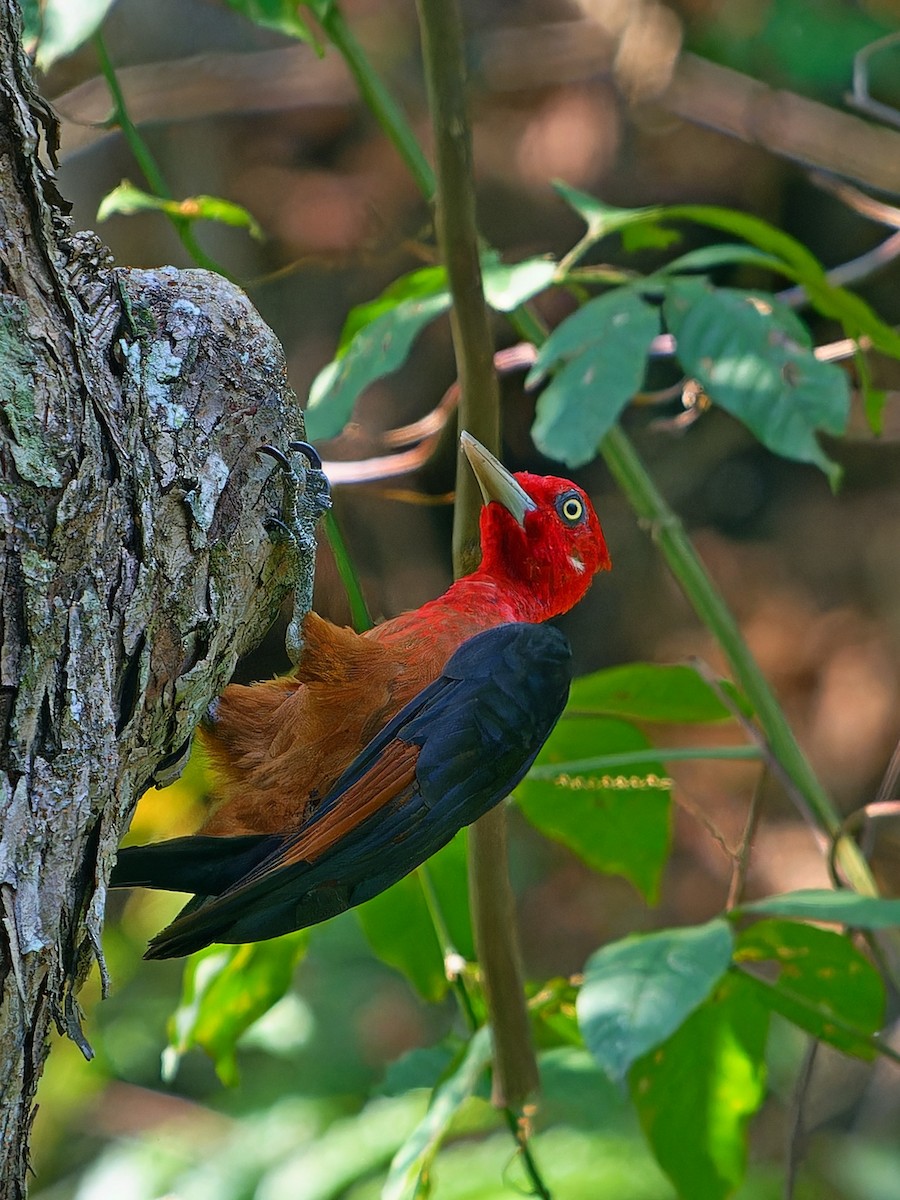 Red-necked Woodpecker - ML642169158