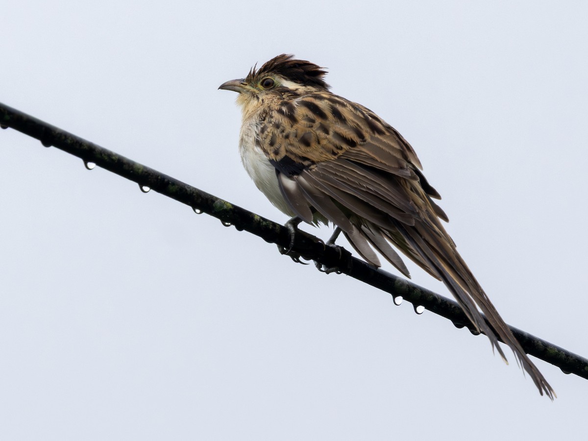 Striped Cuckoo - ML642169162