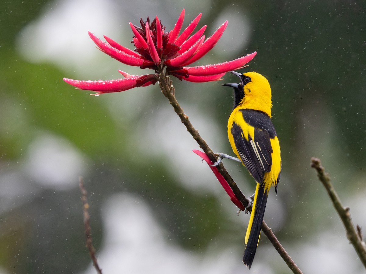 Yellow-tailed Oriole - ML642169166