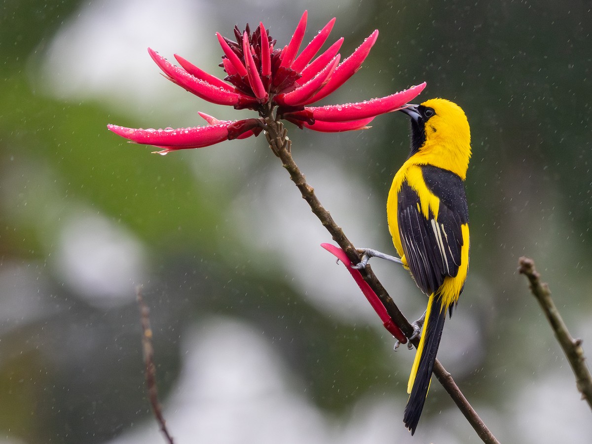 Yellow-tailed Oriole - ML642169167