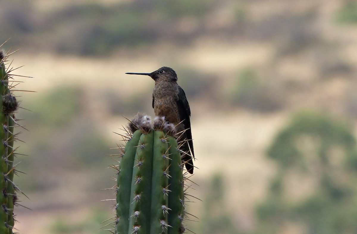 Giant Hummingbird - ML642169180