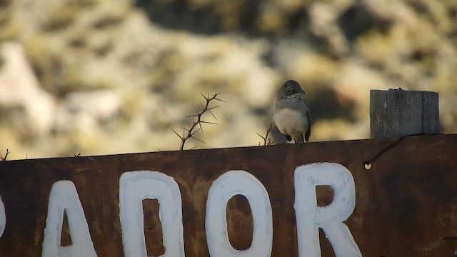 Diuca Finch - ML642169185