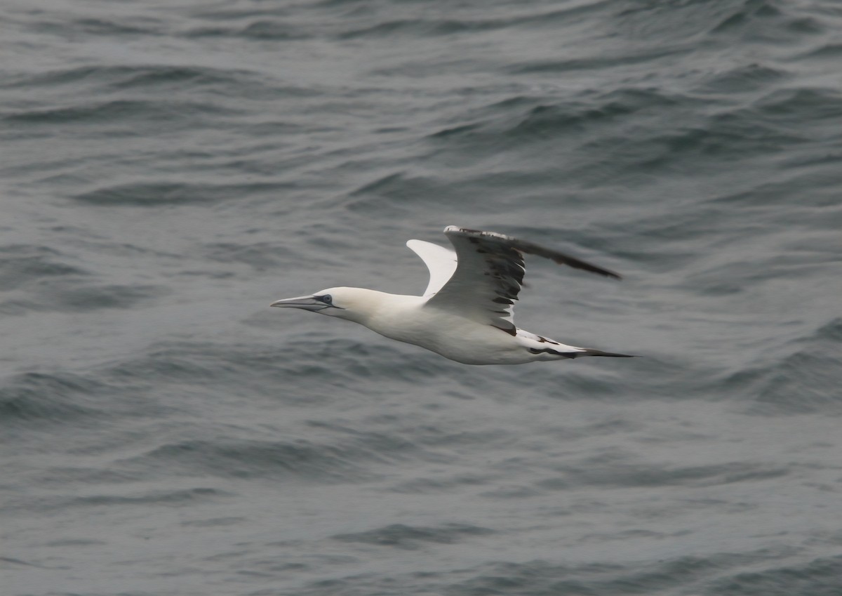 Northern Gannet - ML642169234
