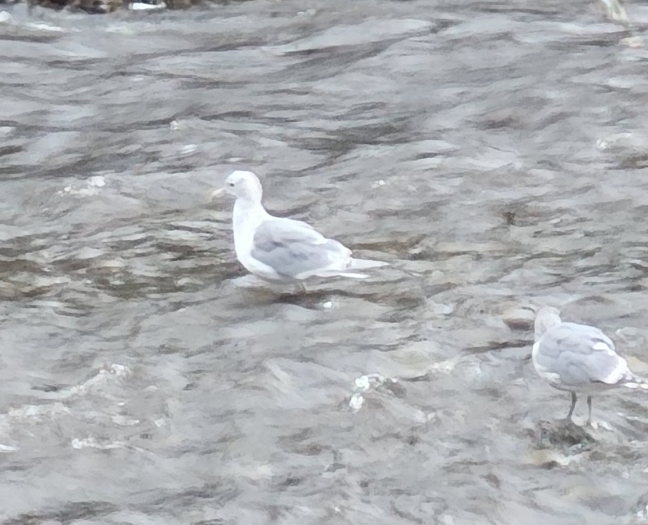 Glaucous-winged Gull - ML642169240