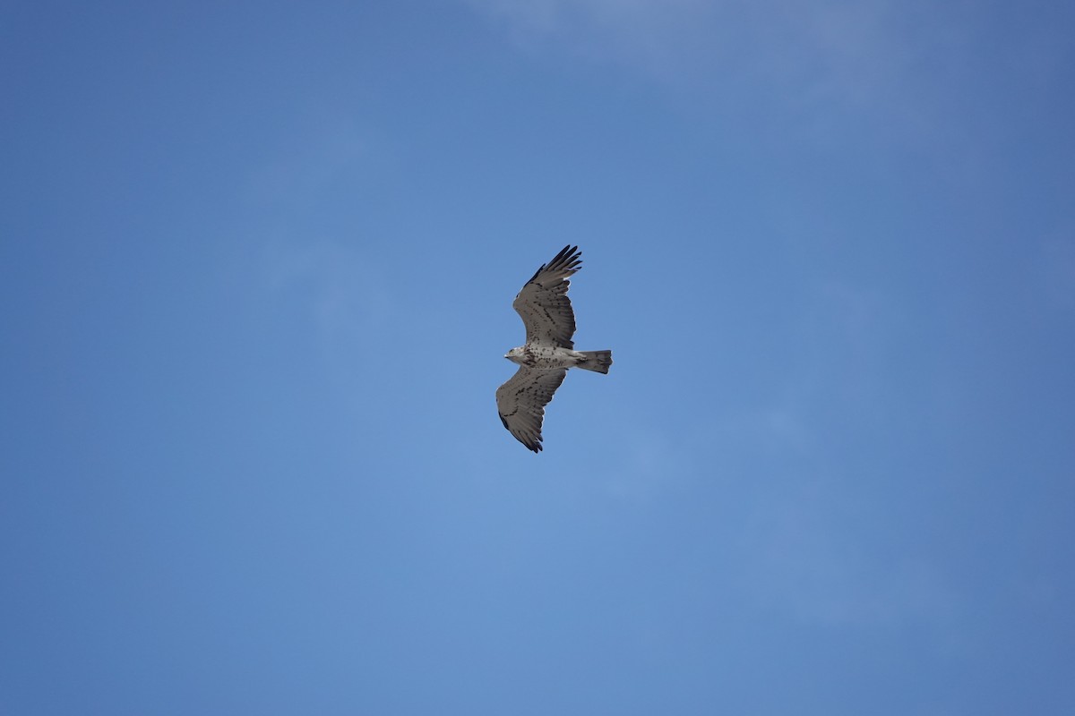 Short-toed Snake-Eagle - ML642169241