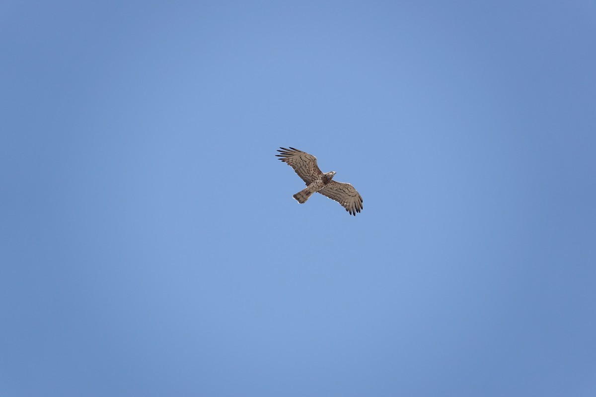 Short-toed Snake-Eagle - ML642169242