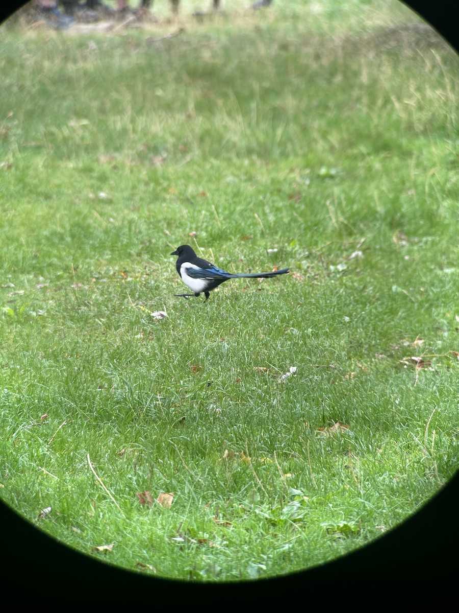 Eurasian Magpie - ML642169243