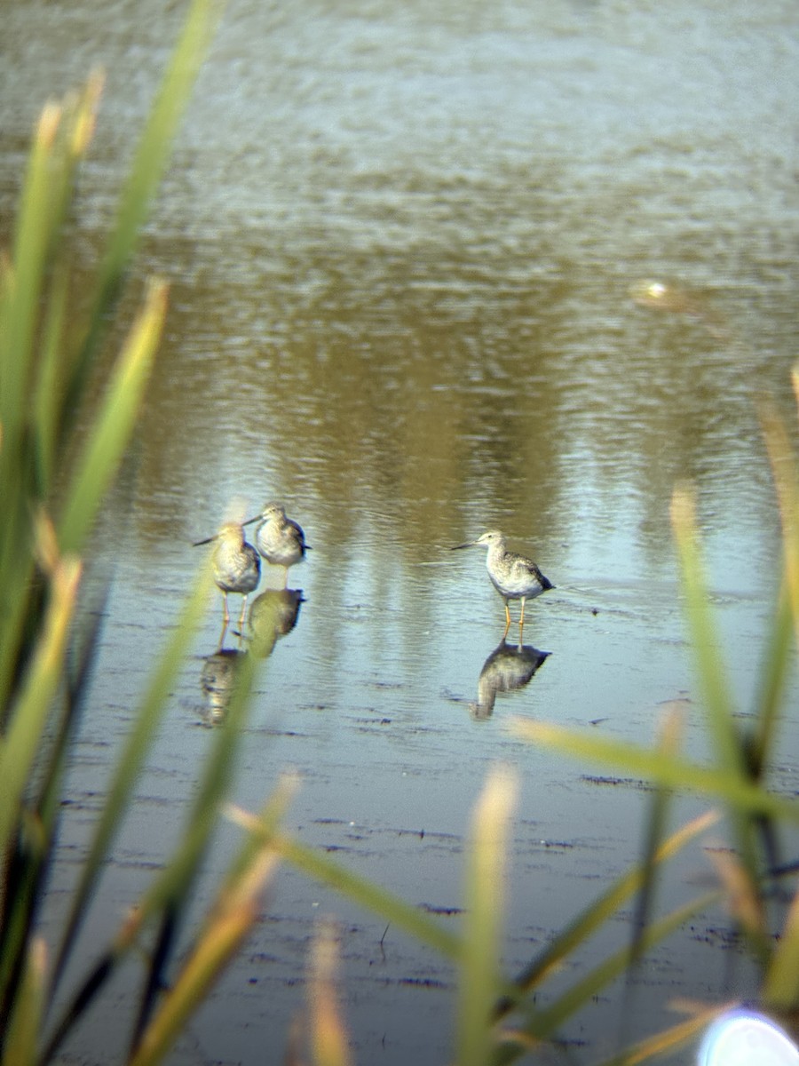 Greater Yellowlegs - ML642169244