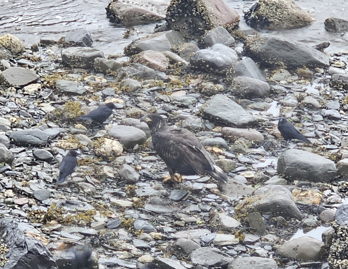 Bald Eagle - ML642169245