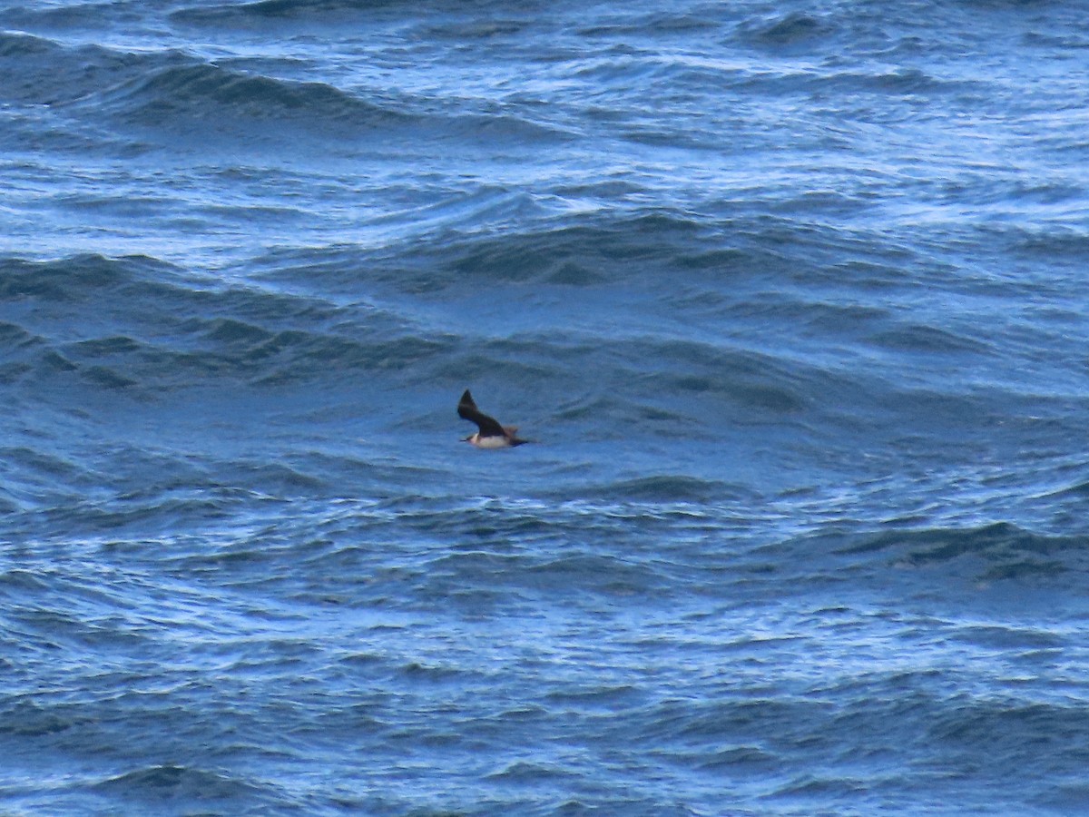 Parasitic Jaeger - ML642169248