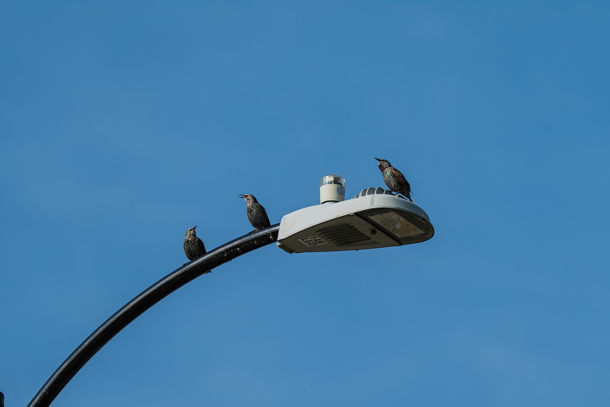 European Starling - ML642169249