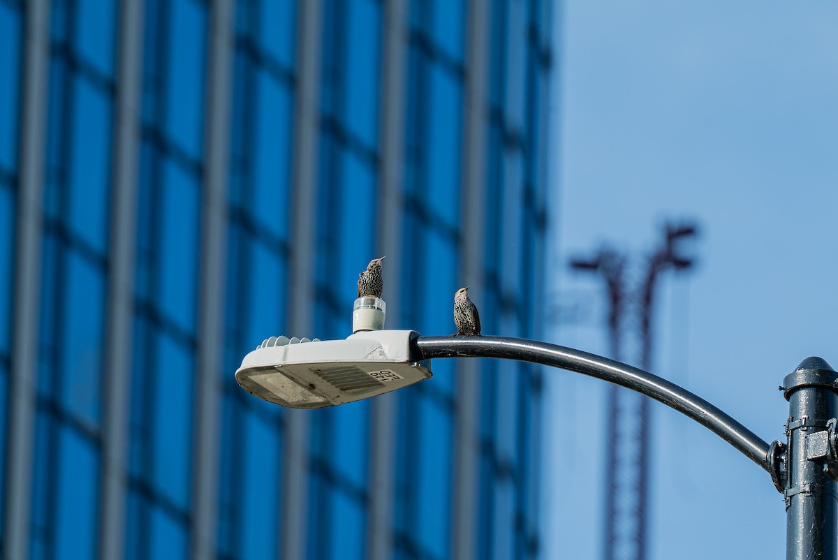 European Starling - ML642169250
