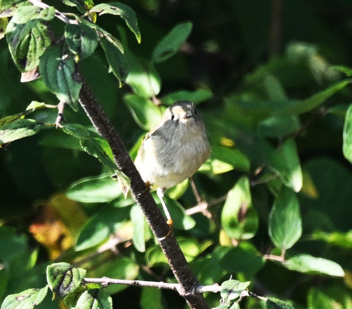 Ruby-crowned Kinglet - ML642169252