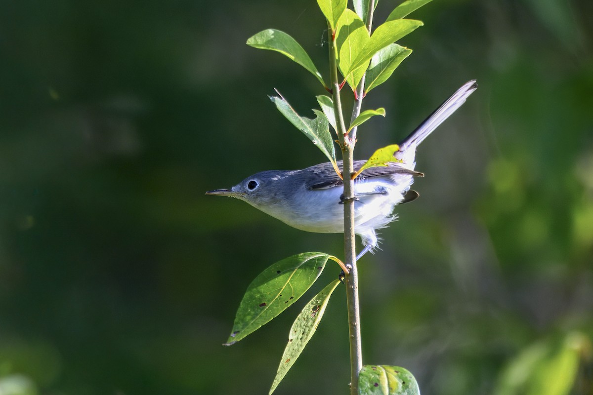 Blue-gray Gnatcatcher - ML642169253