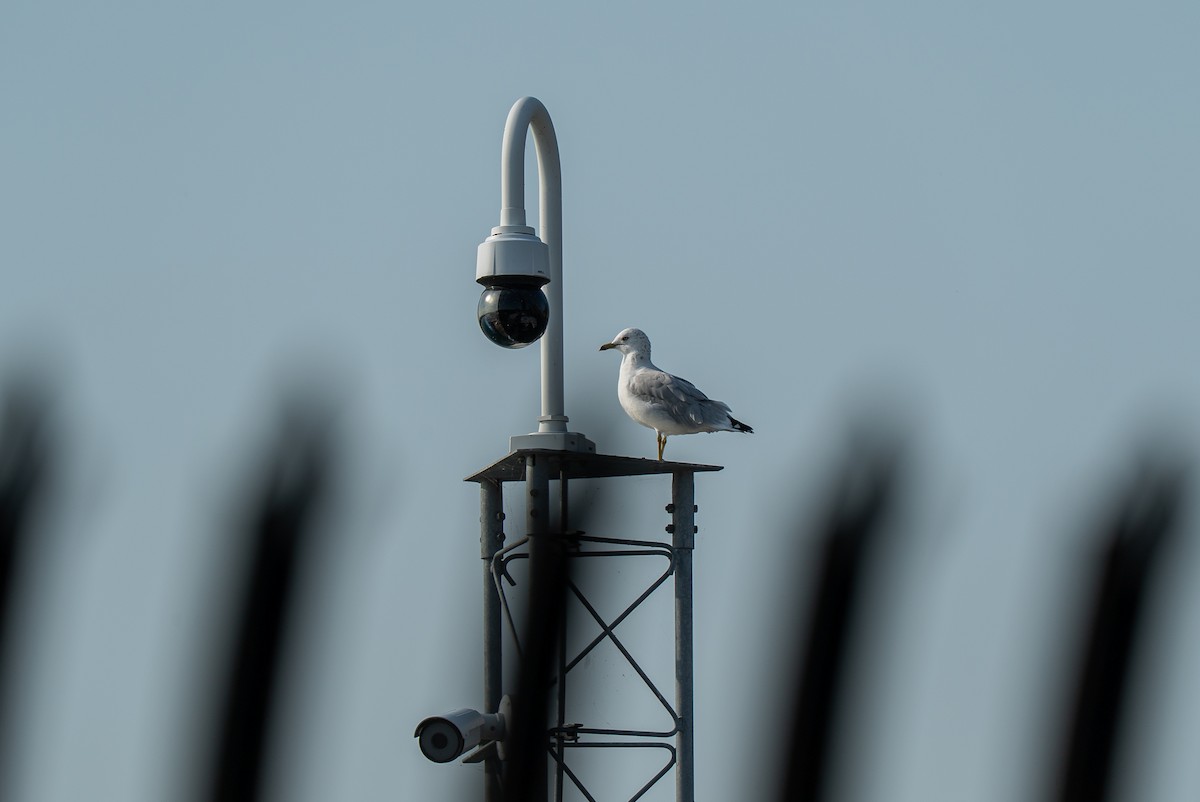 Ring-billed Gull - ML642169255