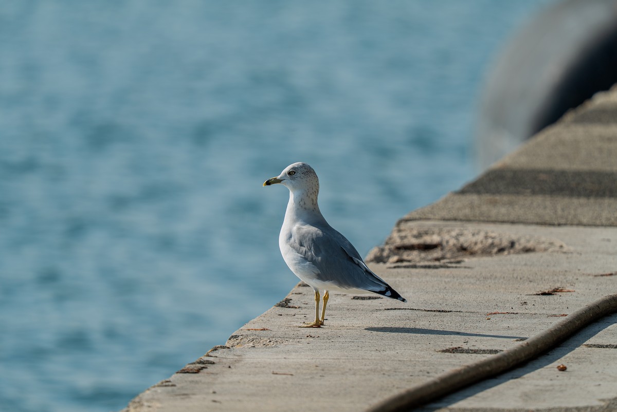 Ring-billed Gull - ML642169256