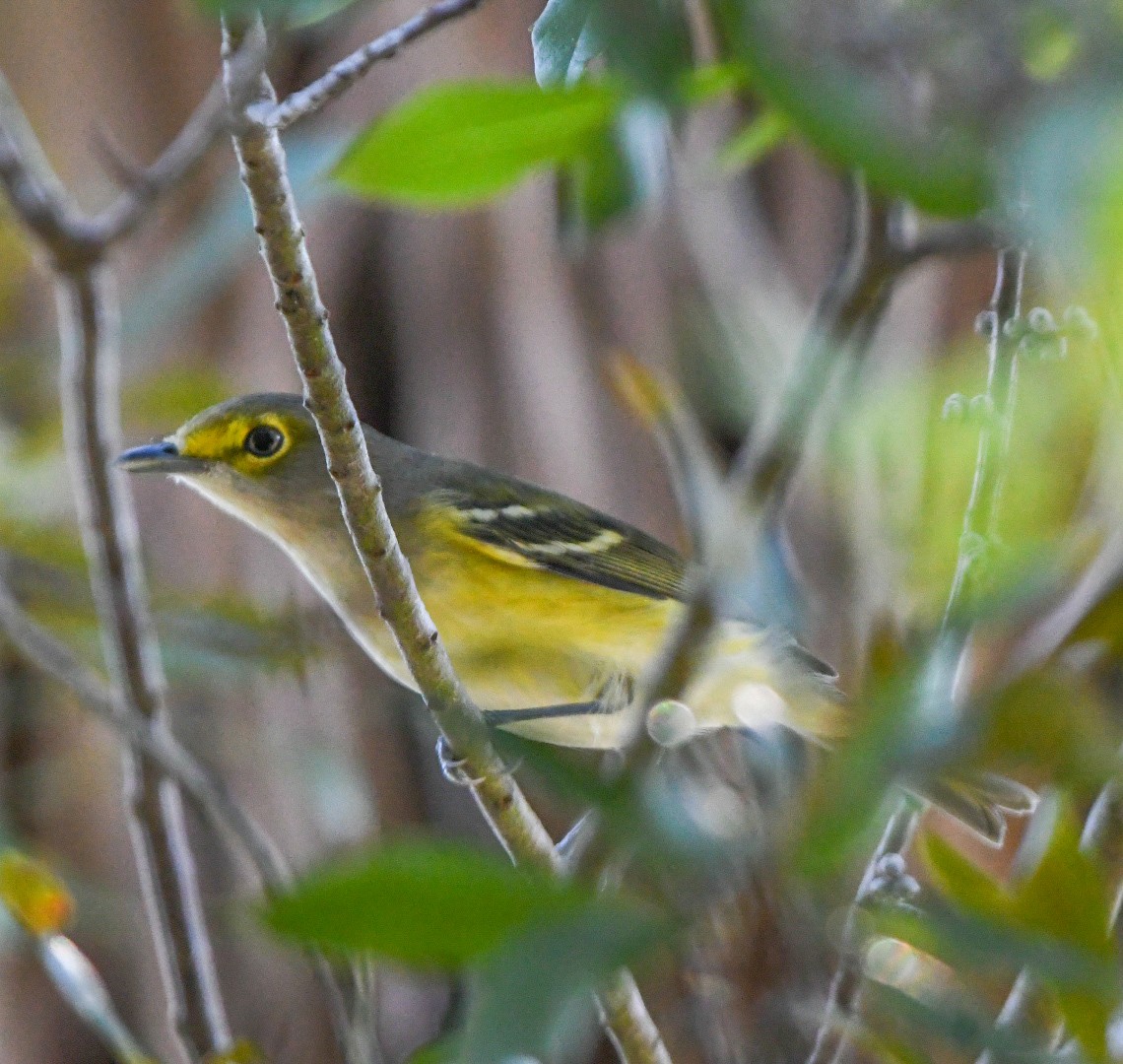 White-eyed Vireo - ML642169257