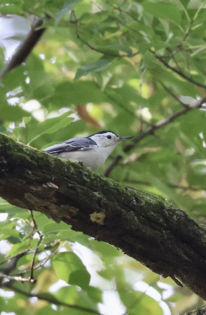 White-breasted Nuthatch - ML642169258