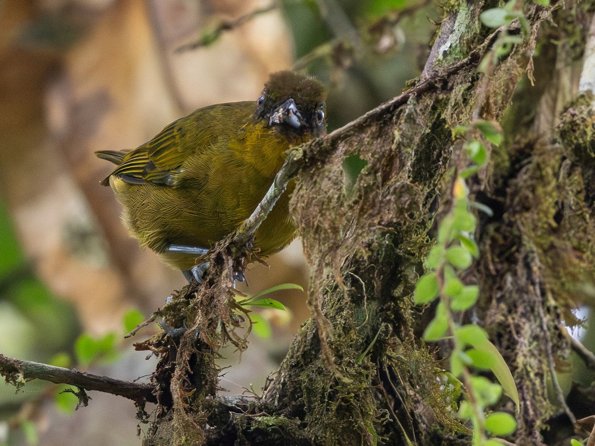 Yellow-green Tanager - ML642169262