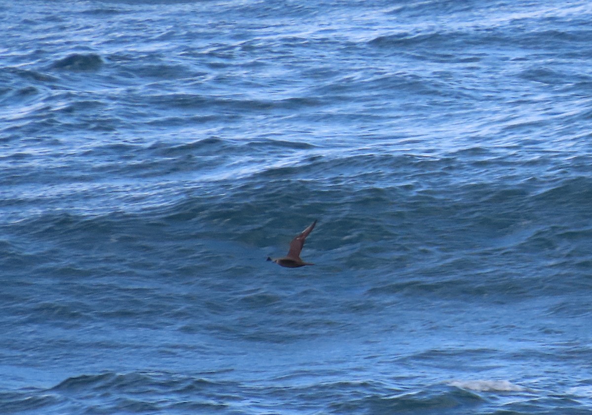 Parasitic Jaeger - ML642169265