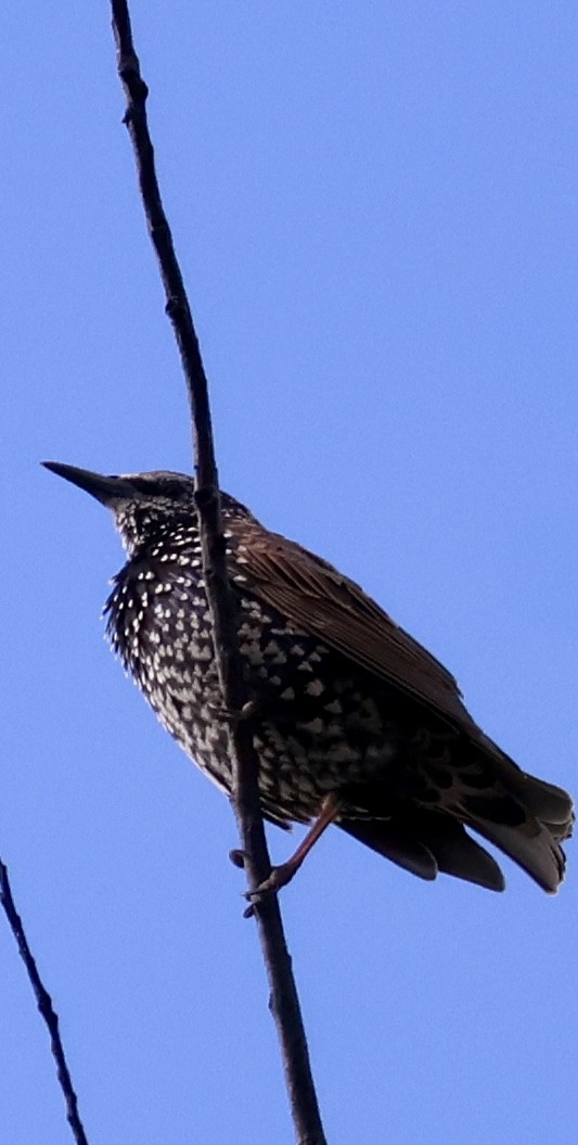 European Starling - ML642169267