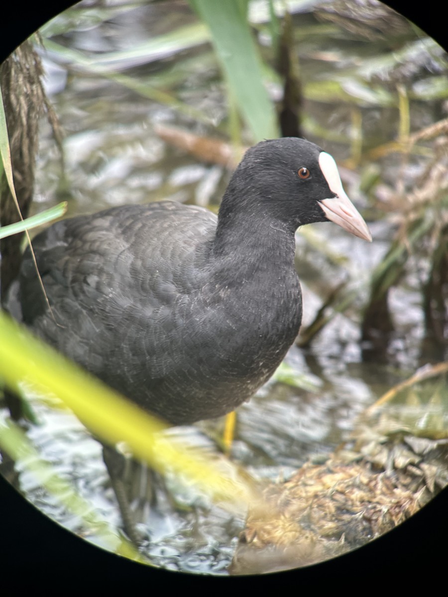 Eurasian Coot - ML642169270