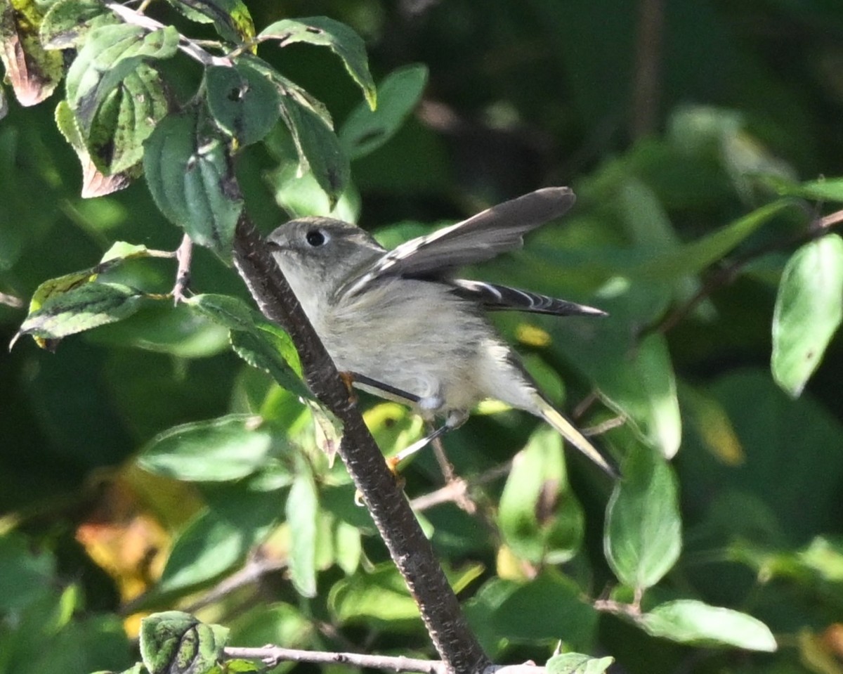 Ruby-crowned Kinglet - ML642169271