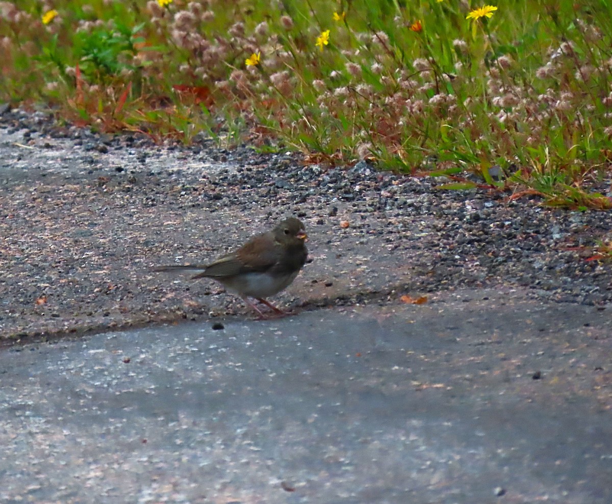Dark-eyed Junco - ML642169272