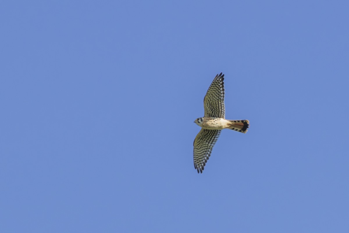 American Kestrel - ML642169274