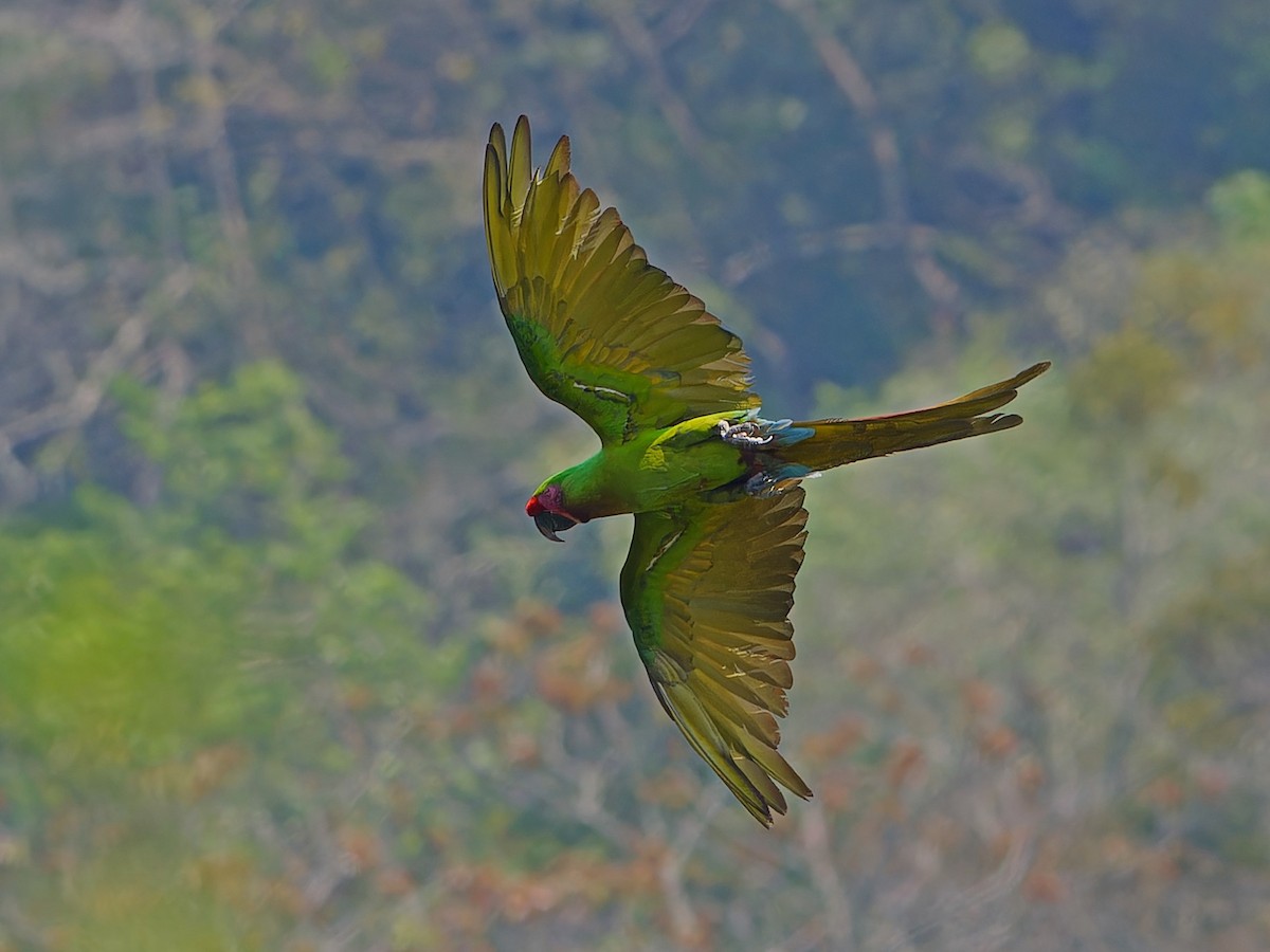 Military Macaw - ML642169280