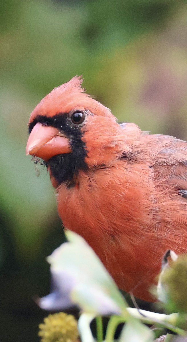 Northern Cardinal - ML642169283