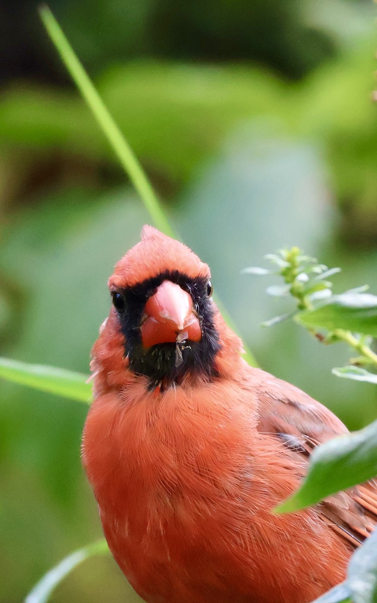 Northern Cardinal - ML642169284