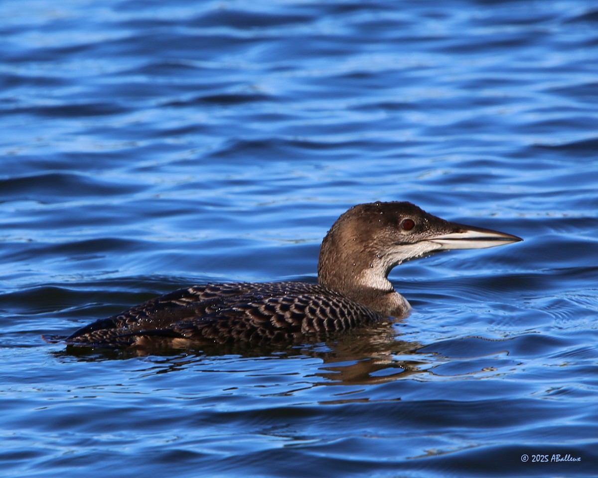 Common Loon - ML642169297