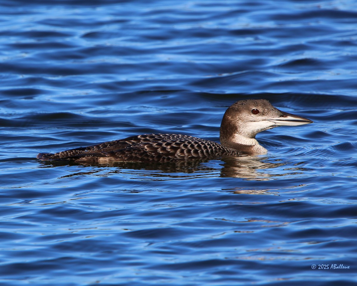 Common Loon - ML642169298