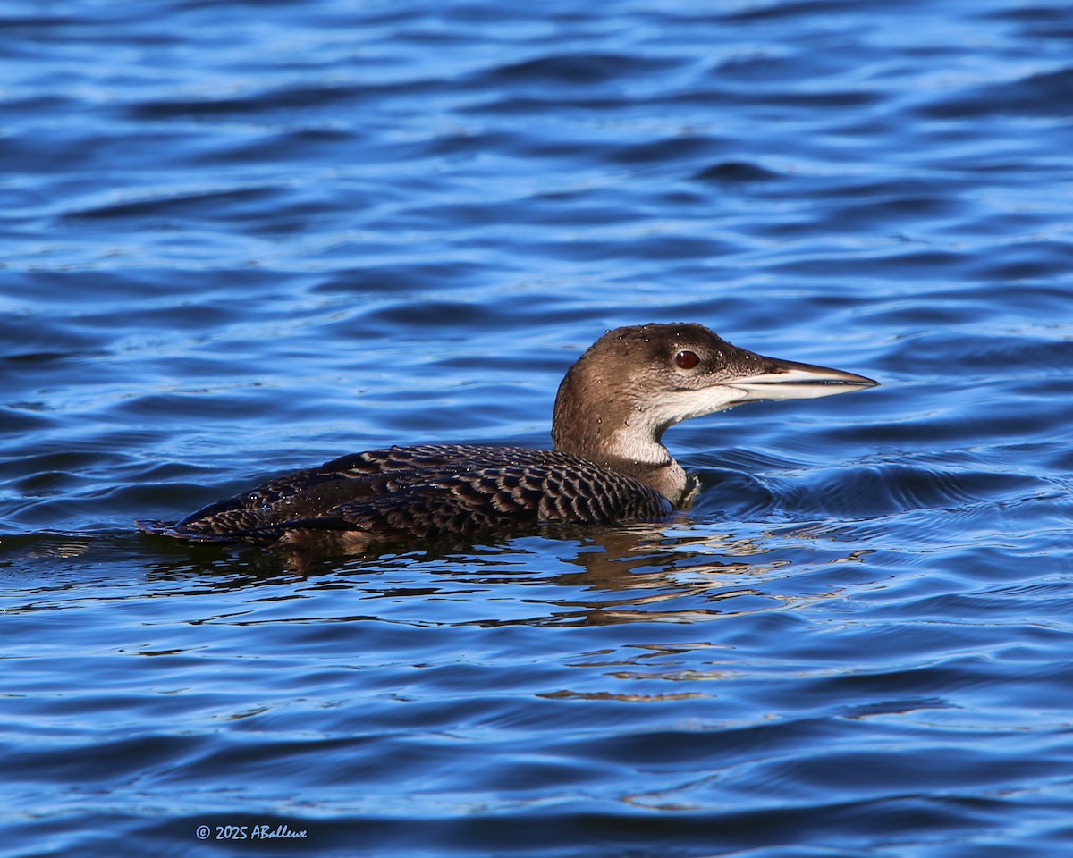 Common Loon - ML642169299