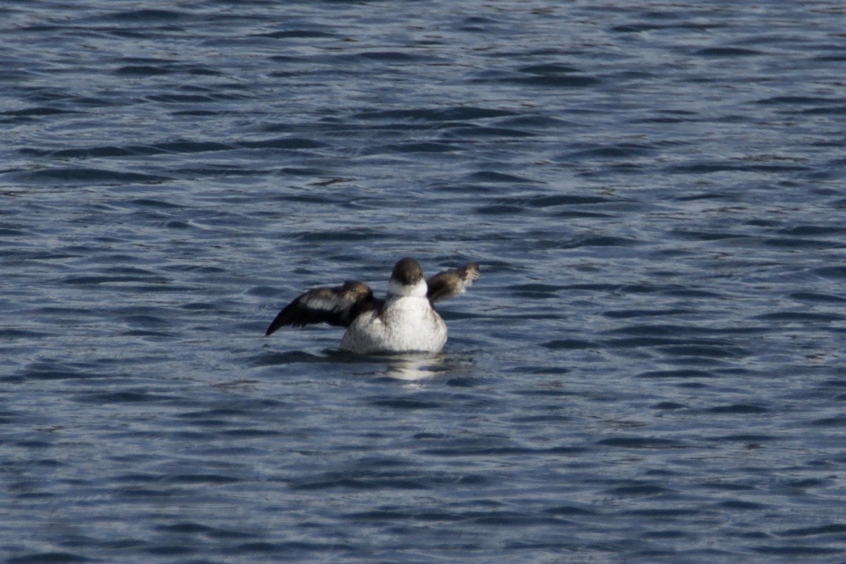 Marbled Murrelet - ML642169302
