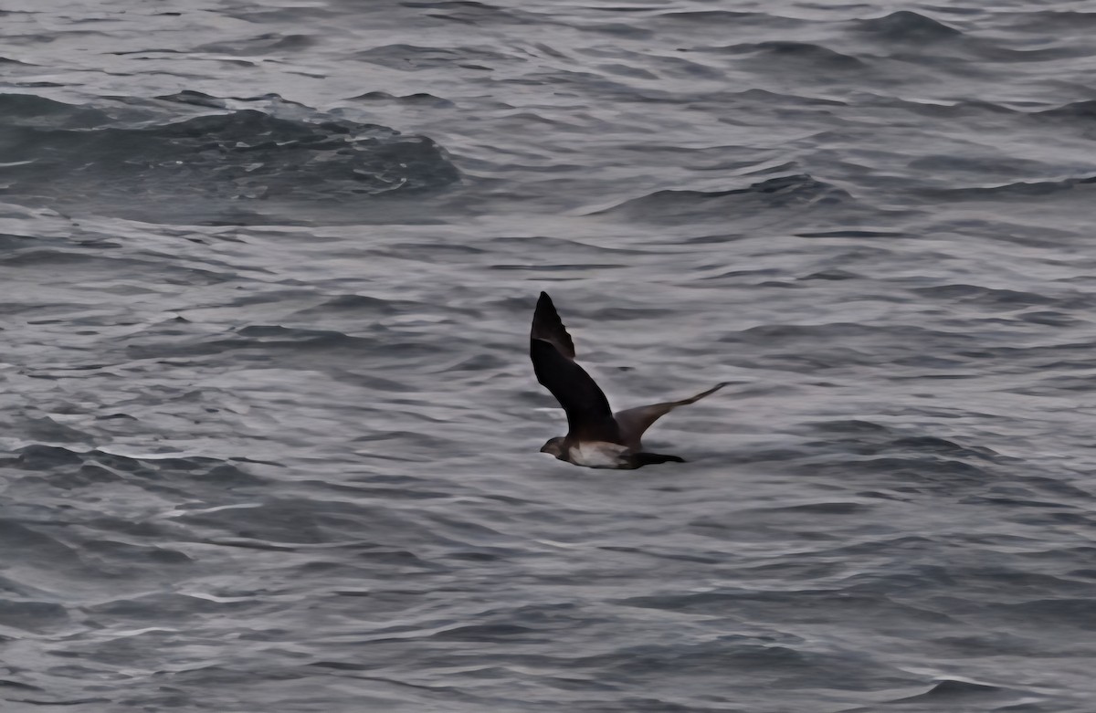Parasitic Jaeger - ML642169307